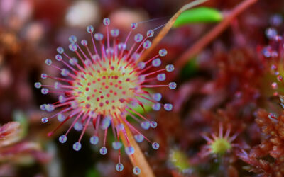 LA VÔGE N°53 | Année 2025